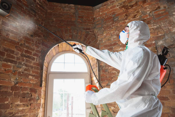 Mold Remediation for Rental Properties in Chester Center, CT